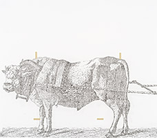 Neat Cattle, 2016, fusain et filmoplast sur papier, 55 x 62 cm.