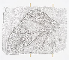 Pterodactylus Crassirostris, 2016, fusain et filmoplast sur papier, 48 x 55. cm.