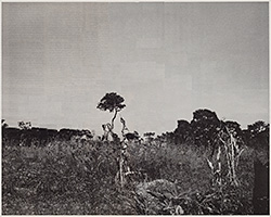 Après Jo Ractliffe (Jo Ractliffe, « Scarecrow in a Cornfield near Chitembo », 2008-2010), 2015, collage sur papier journal, 33 x 48 cm.