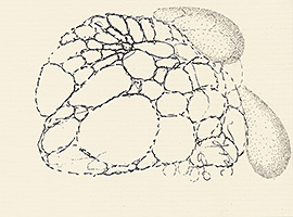 bouddha, 2006, fusain sur xérox sur papier, 21 x 28 cm.